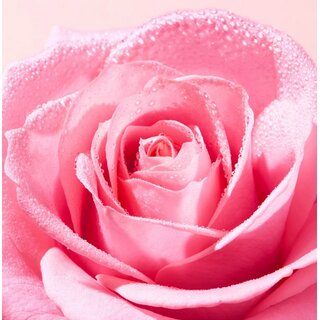 VERY ROSE Plumping Lip Serum